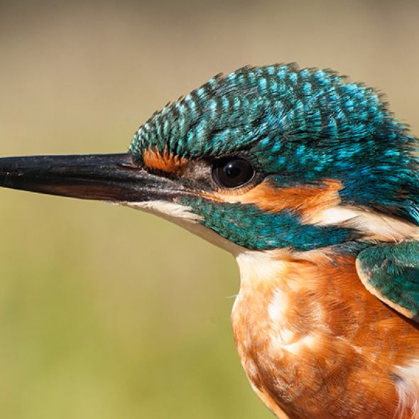 novelle naturschutz-<br>gesetz - planconsort ztgmbh architekten + ingenieure